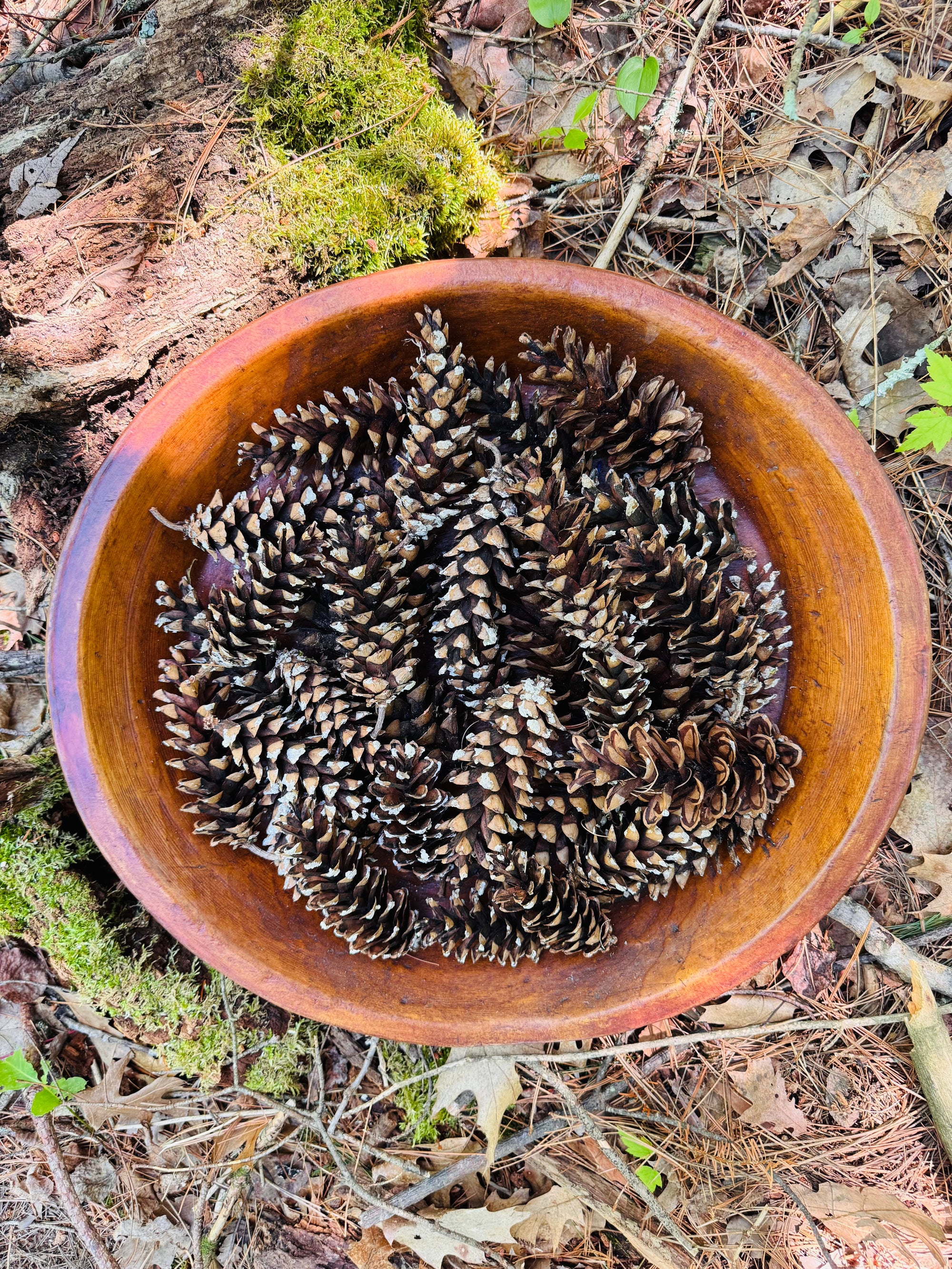 The Life Cycle of a Pinecone