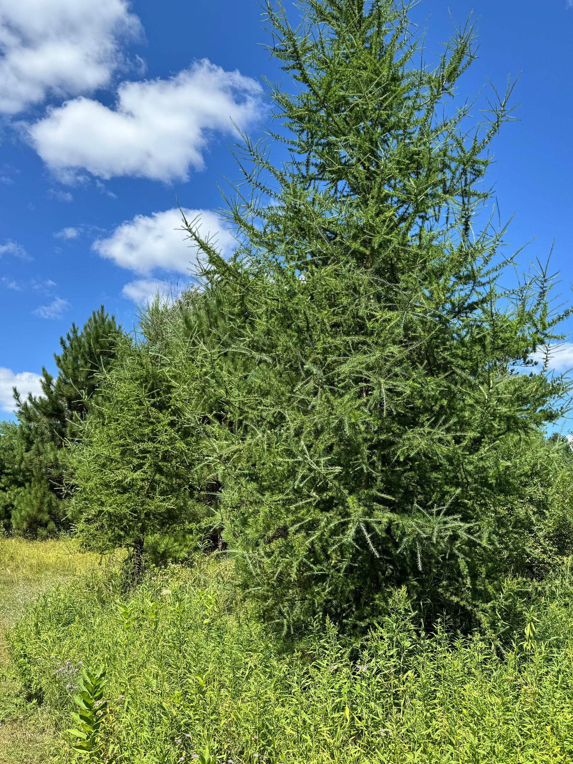 The Tree That Breaks All the Rules: Meet the Tamarack